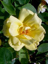 Carefree Sunshine Shrub Rose